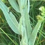 Centaurea uniflora leaf picture by Jan Baeteman (cc-by-sa)