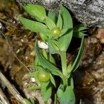 Lysimachia linum-stellatum fruit picture by Emmanuel Cosson (cc-by-sa)