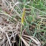 Setaria leucopila fruit picture by Trap Hers (cc-by-sa)