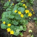 Caltha palustris habit picture by Yoan MARTIN (cc-by-sa)