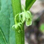 Hybanthus concolor flower picture by Tom Jones (cc-by-sa)