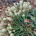 Lepidium hirtum flower picture by Encinas Juan (cc-by-sa)