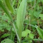 Turritis brassica leaf picture by Yoan MARTIN (cc-by-sa)