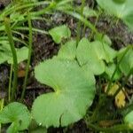 Caltha palustris leaf picture by Eric (cc-by-sa)