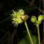 Pavonia peruviana fruit picture by Nelson Zamora Villalobos (cc-by-nc)