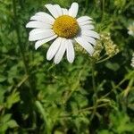 Leucanthemella serotina flower picture by Djwoood (cc-by-sa)