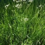 Anthriscus sylvestris habit picture by Laura Abby (cc-by-sa)