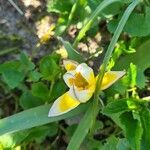 Tulipa sylvestris leaf picture by Stefan K (cc-by-sa)