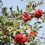 Sorbus aucuparia fruit picture by Dan Manastireanu (cc-by-sa)