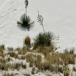 Yucca elata flower picture by Jeff Harris (cc-by-sa)