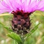 Centaurea decipiens flower picture by Michèle P (cc-by-sa)