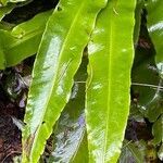 Asplenium scolopendrium leaf picture by David Hocken (cc-by-sa)