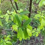 Annona montana leaf picture by Ian Powell (cc-by-sa)