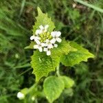 Alliaria petiolata flower picture by Trostel Martin (cc-by-sa)