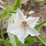 Convolvulus crenatifolius flower picture by Trap Hers (cc-by-sa)