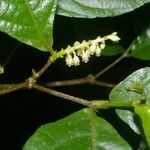 Rinorea deflexiflora fruit picture by Nelson Zamora Villalobos (cc-by-nc)