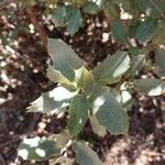 Quercus turbinella leaf picture by MissCrystal (cc-by-sa)