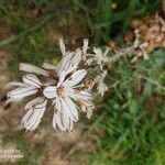 Asphodelus ramosus flower picture by Camilla Crifò (cc-by-sa)