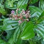 Miconia ciliata flower picture by Denis Bastianelli (cc-by-sa)