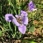 Iris unguicularis flower picture by Vincenzo Pompei (cc-by-sa)