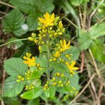 Hypericum hirsutum habit picture by David Hocken (cc-by-sa)