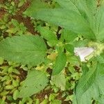 Sesamum indicum leaf picture by Vinay Kumar Bajpai (cc-by-sa)