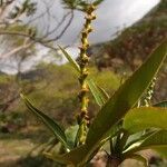 Stillingia lineata flower picture by S. Dufour-Kowalski (cc-by-sa)