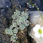 Saxifraga caesia leaf picture by Clara Wagner (cc-by-sa)