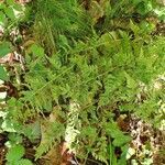 Asplenium adiantum-nigrum habit picture by Yoan MARTIN (cc-by-sa)