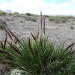 Aristida adscensionis habit picture by Fabien Anthelme (cc-by-sa)