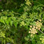 Coriandrum sativum habit picture by Martin Bishop (cc-by-sa)