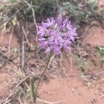 Allium bisceptrum flower picture by Justin Booher (cc-by-sa)