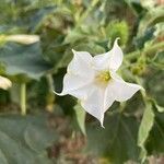 Datura stramonium flower picture by de Perellos Ramon (cc-by-sa)