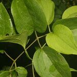 Clematis dioica leaf picture by Nelson Zamora Villalobos (cc-by-nc)