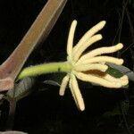 Cecropia peltata flower picture by Nelson Zamora Villalobos (cc-by-nc)