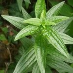 Galium rubioides leaf picture by Alexander Baransky (cc-by-sa)