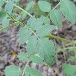 Solanum chacoense leaf picture by Trap Hers (cc-by-sa)