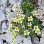 Saxifraga squarrosa flower picture by Simon Brumby (cc-by-sa)