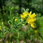 Genista pilosa flower picture by Olivier Brosseau (cc-by-sa)