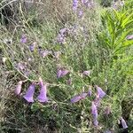 Penstemon dasyphyllus habit picture by SCAMPS_MX (cc-by-sa)