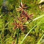 Cyperus longus fruit picture by Sofia Blanco (cc-by-sa)