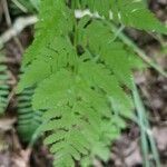 Thelypteris noveboracensis leaf picture by Mason Hoffman (cc-by-sa)