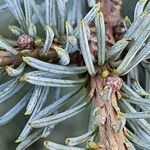 Cedrus atlantica leaf picture by dabarle (cc-by-sa)