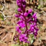 Orchis quadripunctata flower picture by Klaus Rüsenberg (cc-by-sa)