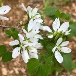 Bauhinia lunarioides flower picture by Austin Neal (cc-by-sa)