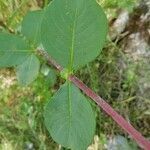 Lonicera etrusca leaf picture by Barcia Fernando (cc-by-sa)