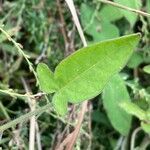 Solanum lyratum leaf picture by 道草 (cc-by-sa)