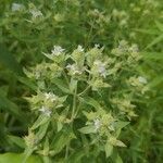 Pycnanthemum verticillatum flower picture by jake k (cc-by-sa)