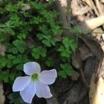 Oxalis incarnata flower picture by mj mjcoren (cc-by-sa)