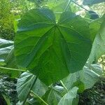 Abutilon theophrasti leaf picture by Simone Riva (cc-by-sa)